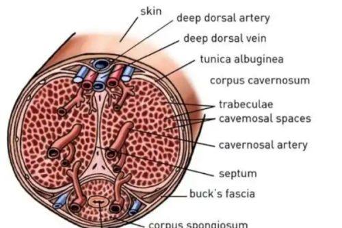 二、生理性眼袋青色的常见诱因及识别