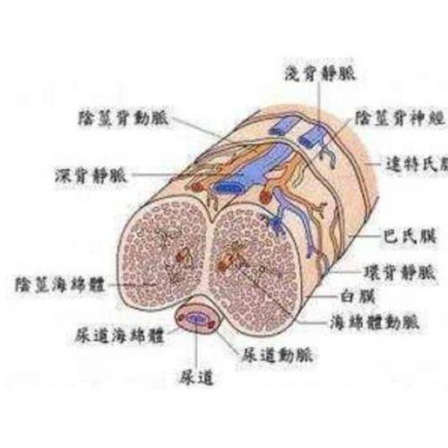 三、哪些人群做完包皮手术后可能改善性生活时长？